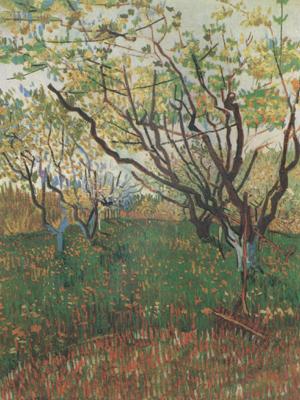 Vincent Van Gogh Orchard in Blosson (nn04) oil painting image